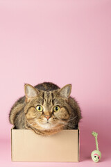 A funny tabby cat with big eyes sits in a box on a pink background. Scottish straight.