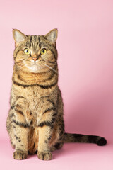 Brown tabby cat sits on a pink background, looks into the camera. Scottish straight.