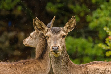 Naklejka na ściany i meble Red deer - Cervus elaphus wild walking at Parnitha mountain free