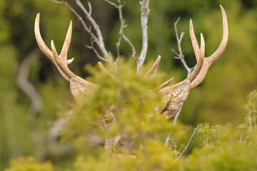 Red deer - Cervus elaphus wild walking at Parnitha mountain free