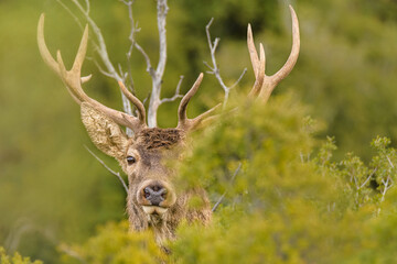 Naklejka premium Red deer - Cervus elaphus wild walking at Parnitha mountain free
