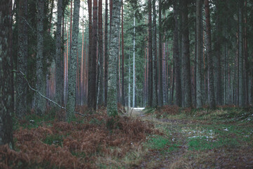pathway in pine forest at the beginning of winter