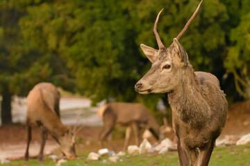 Red deer - Cervus elaphus wild walking at Parnitha mountain free
