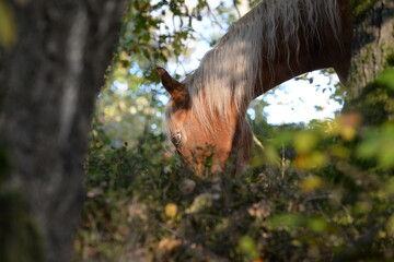 waldpferd. Schönes Pferd frei im Wald