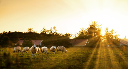 Flock of lambs grazing in the green grass with sun rays background