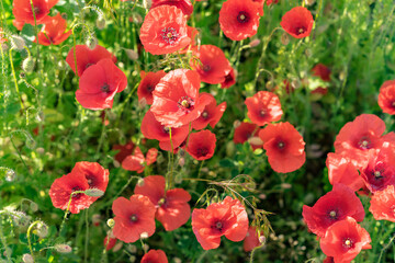 poppy