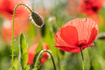 poppy