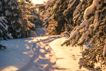 Landscape with winter forest and sunset