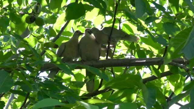  Dove Feeding Its pigeon Babies, family of pigeons, three pigeons on a tree, love pigeons