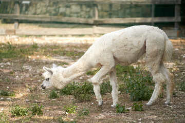 Fototapeta premium A trimmed llama in a spacious aviary.