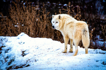 The Arctic wolf (Canis lupus arctos), also known as the white wolf or polar wolf