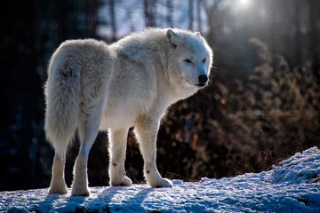 Foto auf Leinwand The Arctic wolf (Canis lupus arctos), also known as the white wolf or polar wolf © Krona