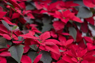 Various places have begun to decorate to welcome the Christmas season.