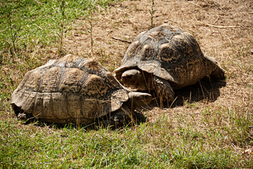 Obraz premium Tortugas de las Seychelles en el zoológico.