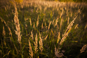 Gr&auml;ser in der Abendsonne