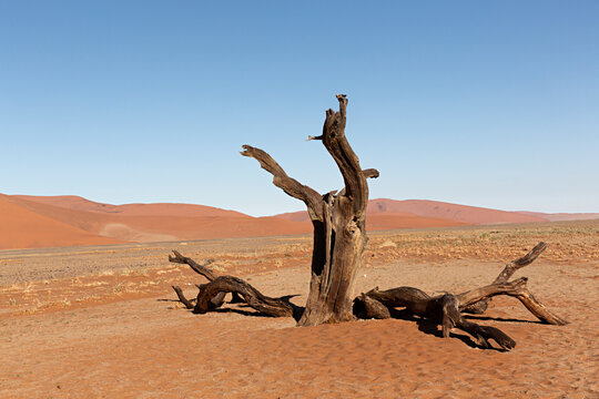 Desierto 画像 参照 22,616 Stock 写真、ベクターおよびビデオ Adobe Stock
