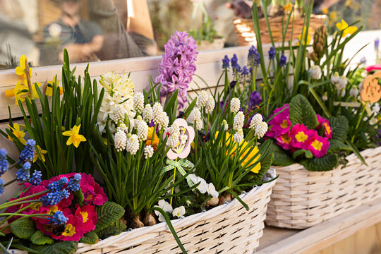 Maceteros con diferentes tipos de bulbos en flor.