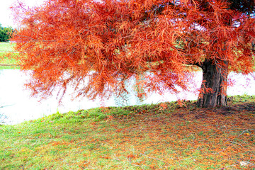 Baum in Herbstf&auml;rbung
