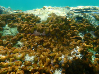 Сhicken liver sponge or Caribbean Chicken-liver sponge (Chondrilla nucula) undersea, Aegean Sea, Greece, Halkidiki
