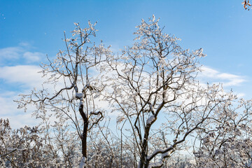 Winter in Catherine park, Tsarskoe Selo (Pushkin), Saint Petersburg, Russia