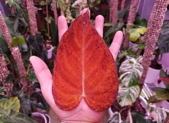 Holding a small red leaf of a Philodendron Glorious