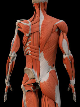 menschliche Anatomie