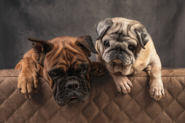 two dogs a pug and a boxer on a leather couch