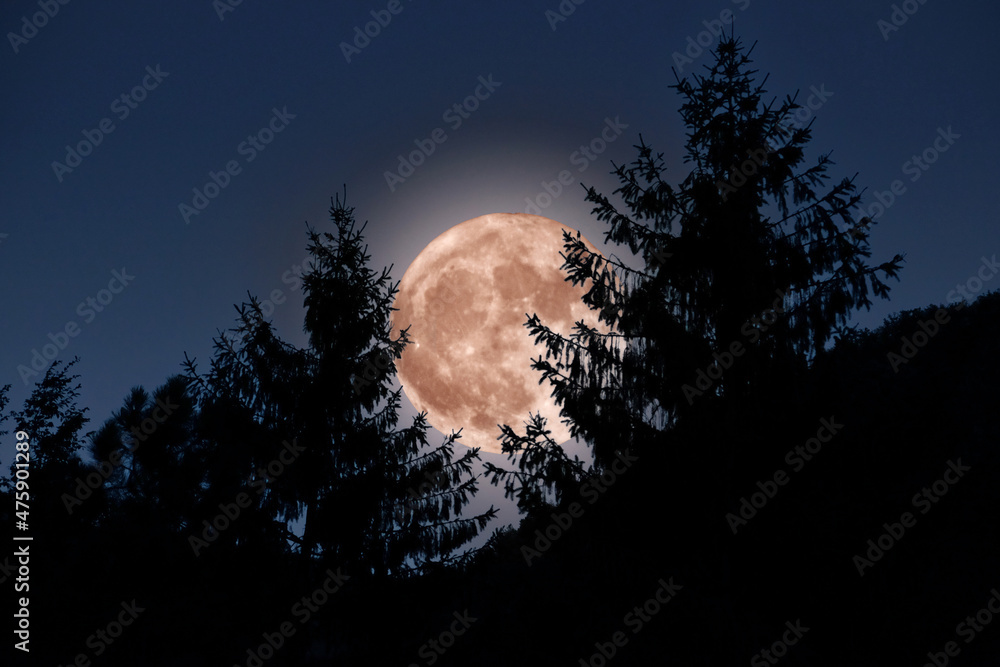 Wall mural Red moon with silhouette of firs