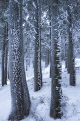 Winter in the mountain forest