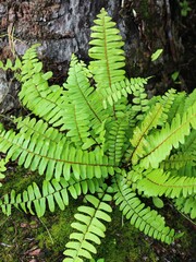 fern leaf in the forest