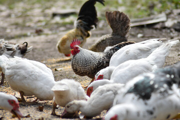 Free-range feeding ducks and chickens that are reared organic farm