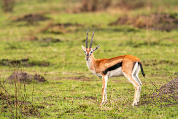 Naklejka na ściany i meble Impala or gazelle from Masai mara Kenya 