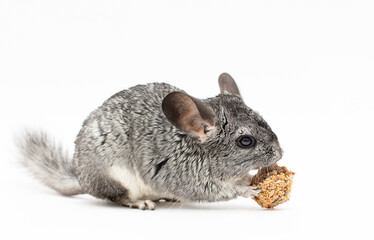 grey chinchilla snack eat seeds on white