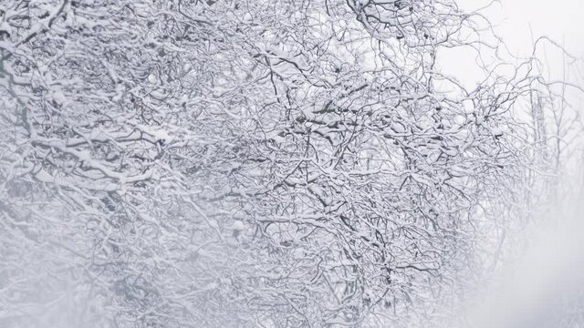 Winter landscape in the east of germany

- Shot on RED Komodo, 4K, 25 fps, ProRes 422
- Color Correction included