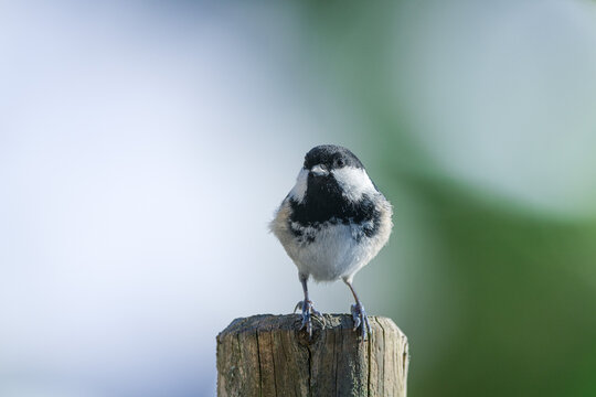 Coat Tit or Parus ater on a  fence post