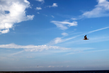 Solitary bird  in  blue sky