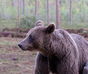 Obraz na płótnie Canvas View of a brown bear