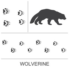 Silhouette of a wolverine and prints of the hind and fore paws. Vector illustration on a white background.