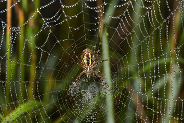 Spider-wasp (lat. Argiope Bruennichi). Spider and spider web in dew in heavy fog at dawn.