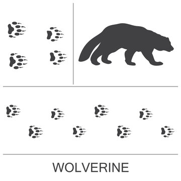 Silhouette of a wolverine and prints of the hind and fore paws. Vector  illustration on a white background. Stock Vector | Adobe Stock