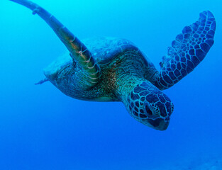 Fototapeta premium Hawaiian Turtle in the waters of the Big Island.