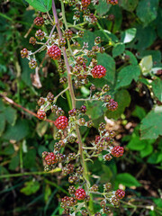 Rubus is genus of flowering plants in the rose family