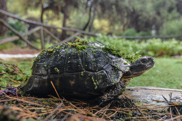 turtle free walking in the garden . Athens Greece 