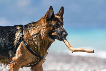 german shepherd walking to the beach 