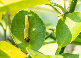 Caterpillar of Silver Spotted Skipper