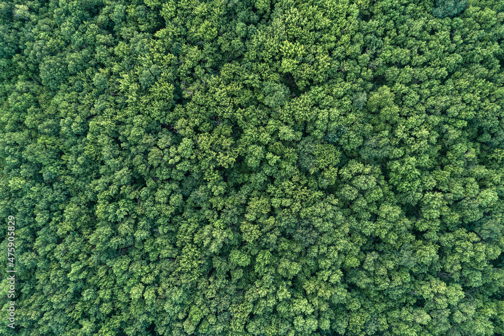 Poster aerial view of green summer forest аrom above. picture taken using the copter. top view