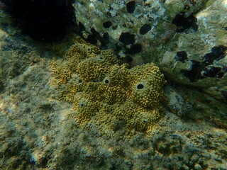 Stinker sponge (Sarcotragus fasciculatus) undersea, Aegean Sea, Greece, Halkidiki
