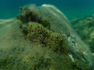 Stinker sponge (Sarcotragus fasciculatus) undersea, Aegean Sea, Greece, Halkidiki
