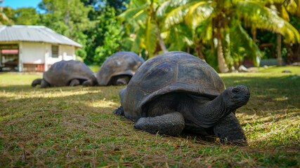 giant tortoise on curieuse island on the seychelles