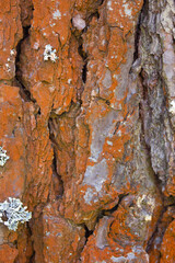 A close-up of the texture of tree bark on a trunk, background pattern in portrait format. The bark...